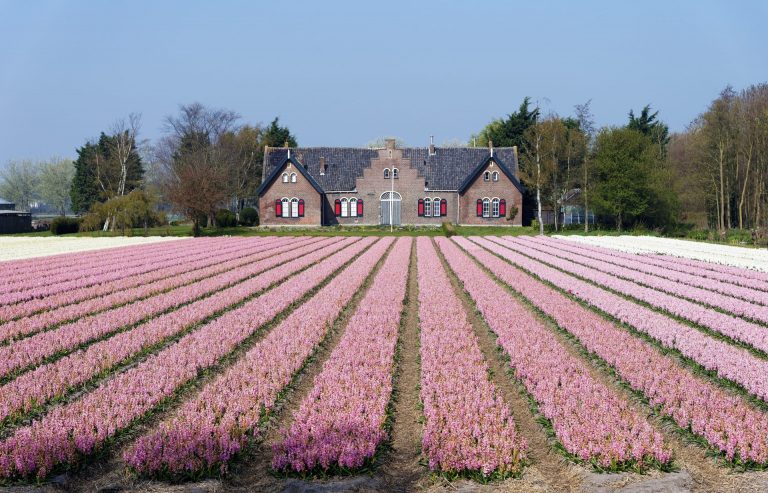 Keukenhof