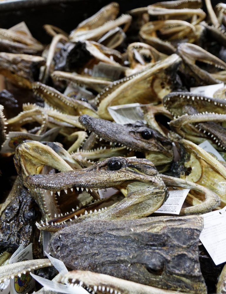 Têtes de crocodiles entassées