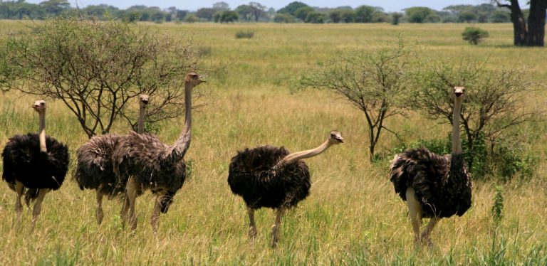 Autruches Tanzanie