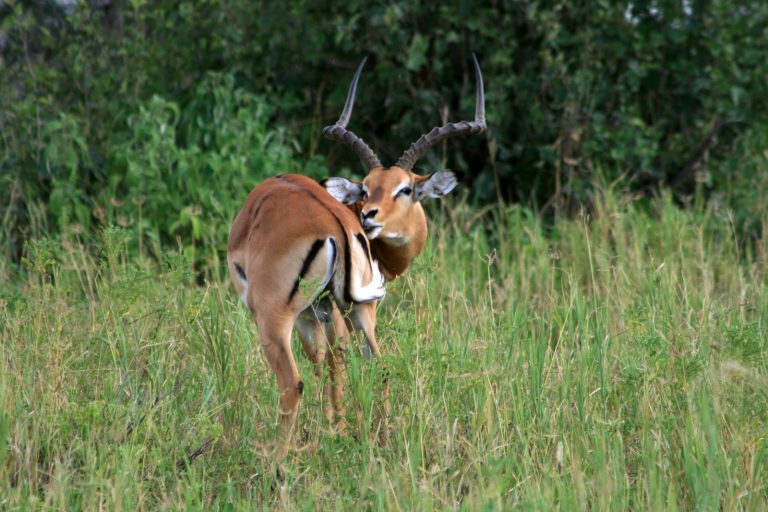 Antilopes Tanzanie