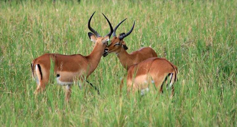 Antilopes Tanzanie