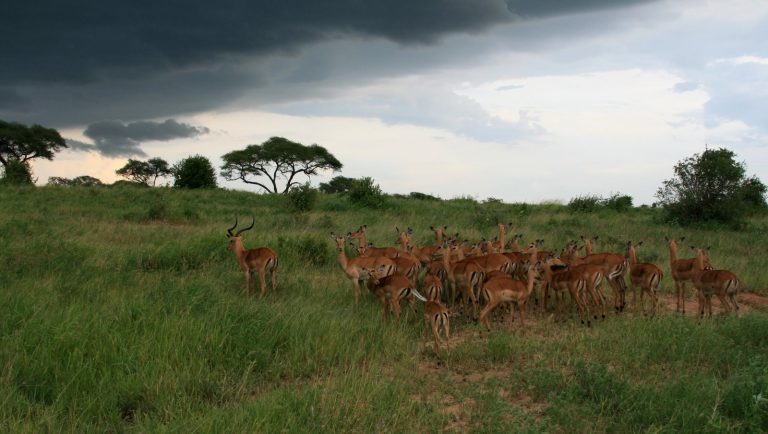 Antilopes Tanzanie