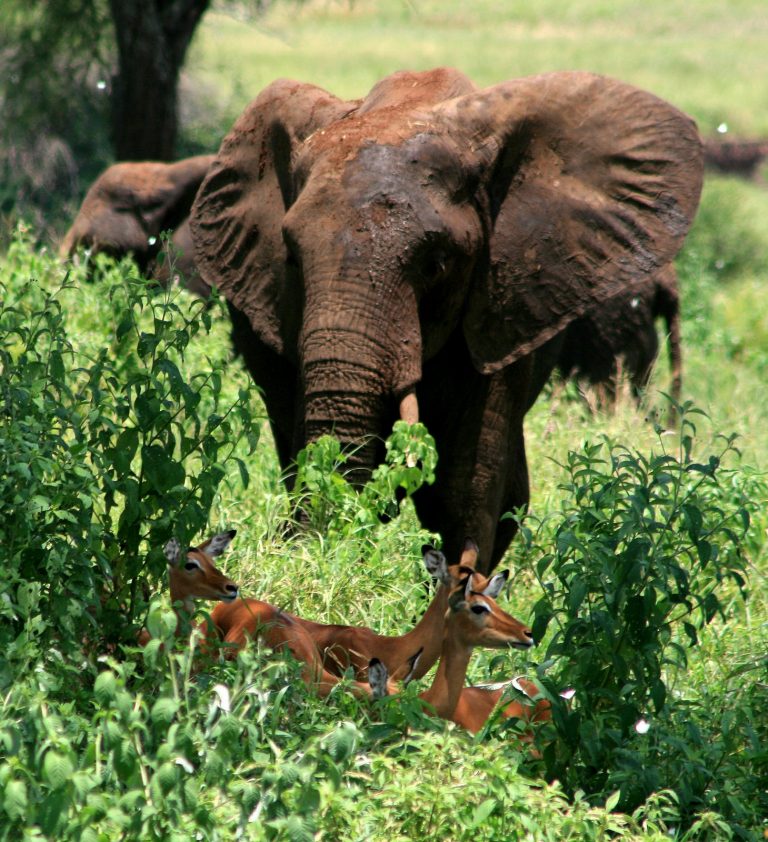 Antilopes et éléphant Tanzanie