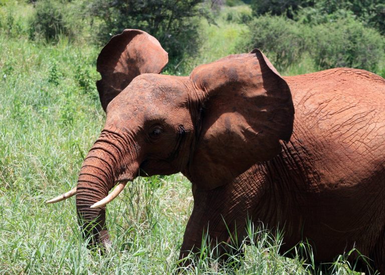 Jeune Eléphant Tanzanie