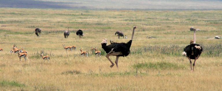 Autruche Tanzanie