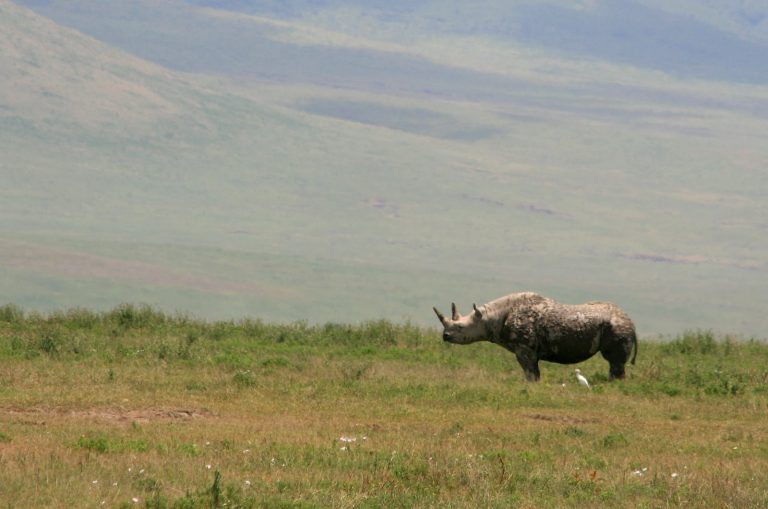 Rhinocéros blanc Tanzanie