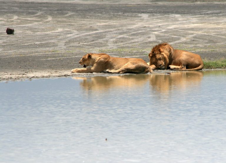 Couple de lions Tanzanie