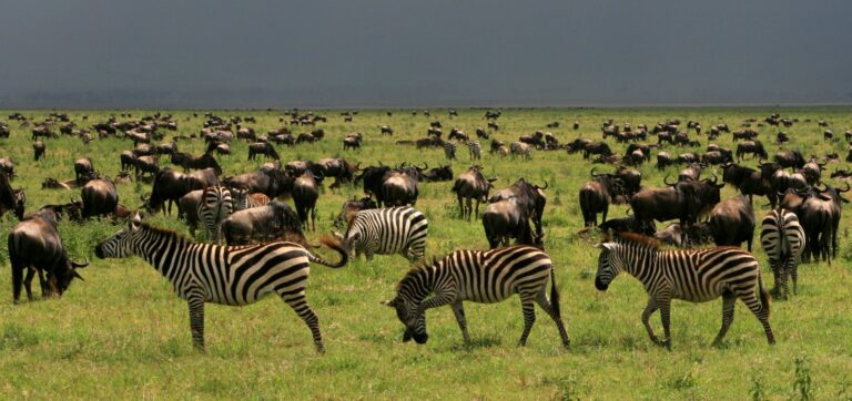 Gnous et Zèbres, Tanzanie