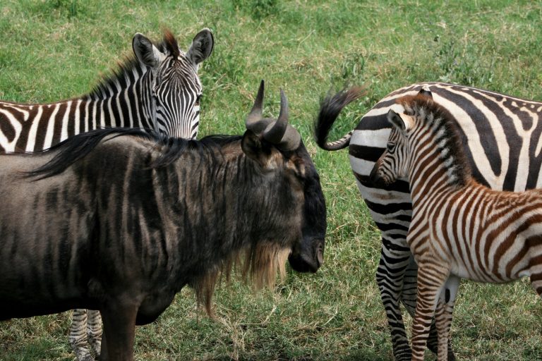 Buffle et Zèbre, Tanzanie