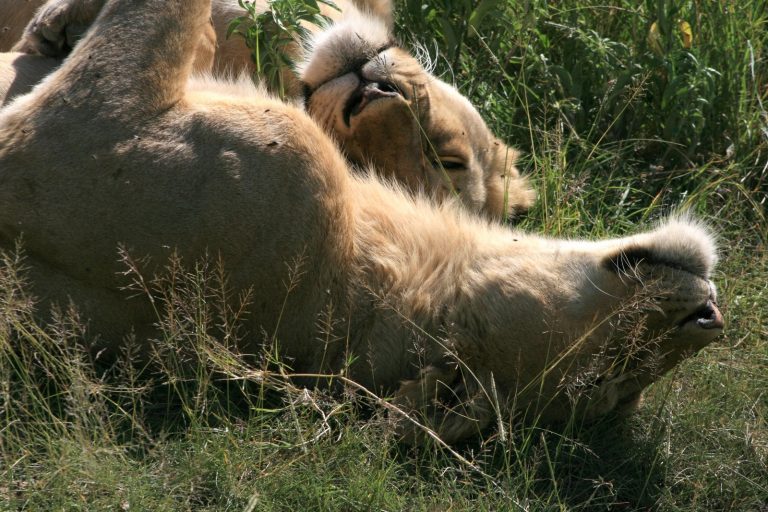 Couple de lions Tanzanie