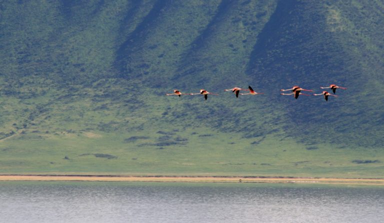 Flamands roses Tanzanie