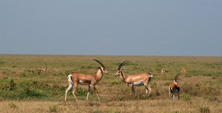 Antilopes Tanzanie