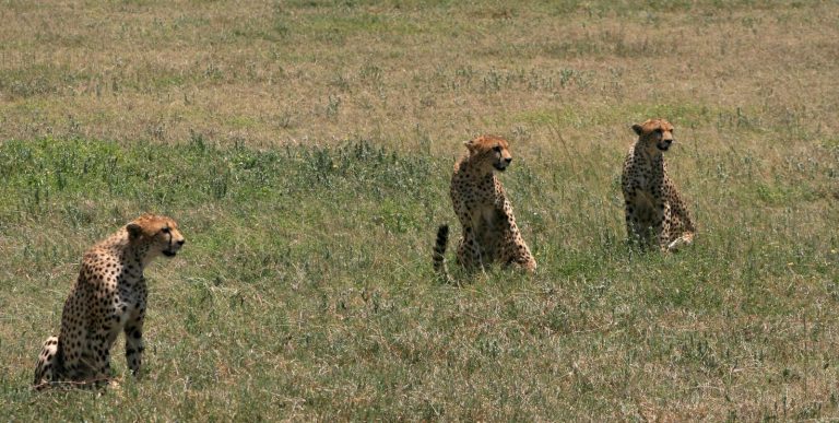 3 Guépards Tanzanie