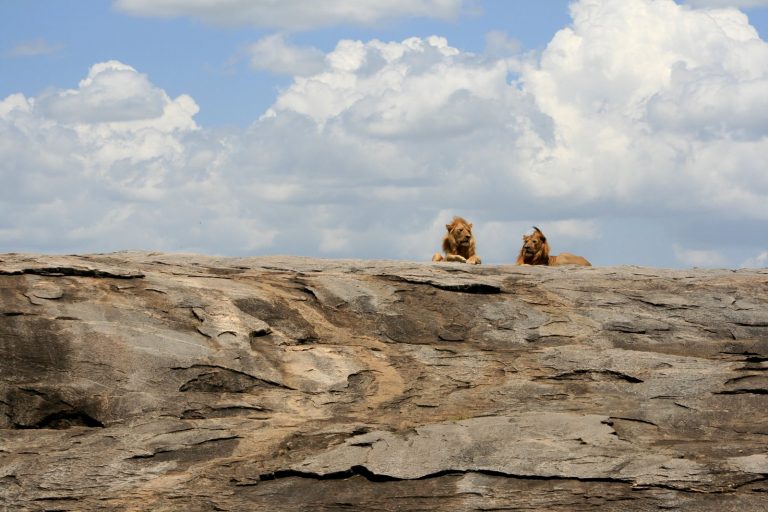 Couple de lions Tanzanie
