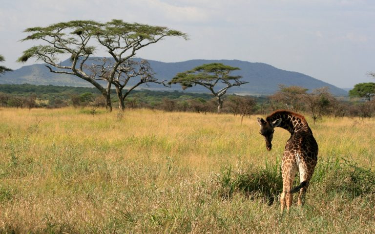 Girafe Tanzanie