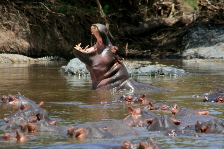 Hippopotame Tanzanie