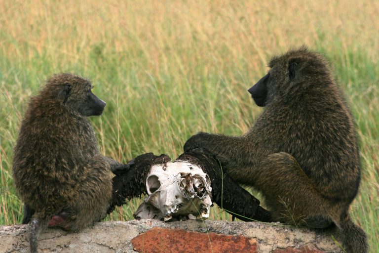 2 Singes et 1 crâne Tanzanie