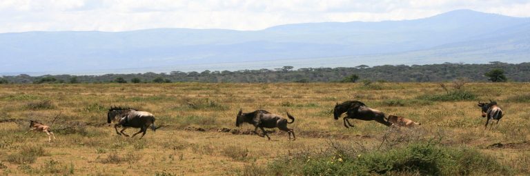 Course de gnous Tanzanie