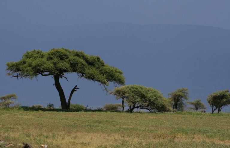 Paysage Tanzanie
