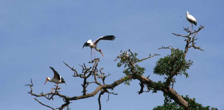 Oiseaux Tanzanie