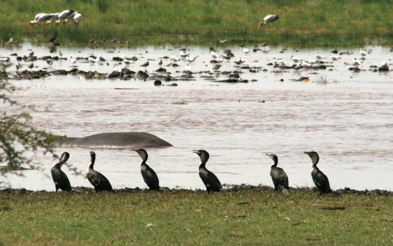 Oiseaux Tanzanie