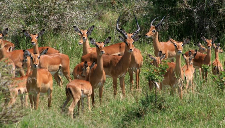 Antilopes Tanzanie