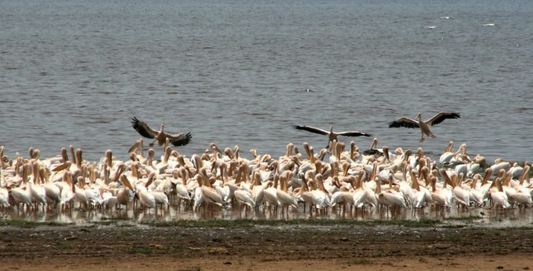 Flamands roses Tanzanie