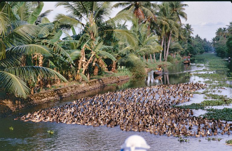 Backwaters, Kerala