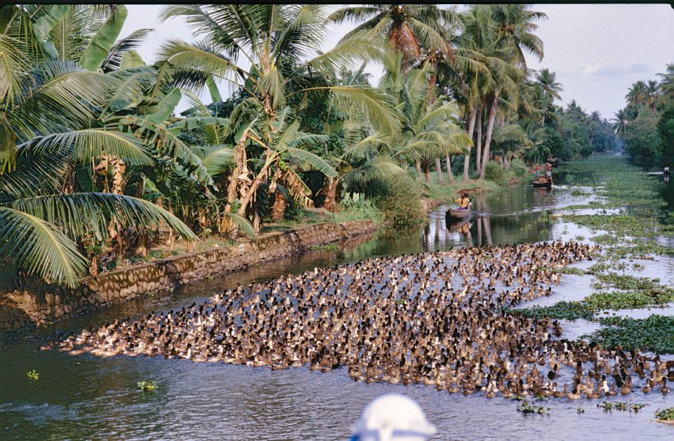 Backwaters, Kerala
