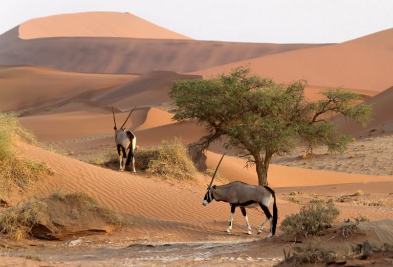 Antilopes, Sossusvlei, Sesriem, Namibia