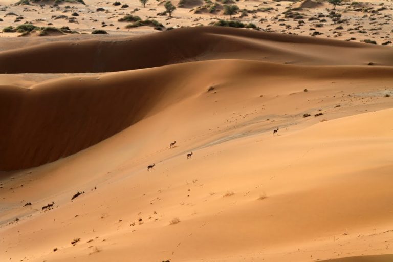 Antilopes, Sossusvlei, Sesriem, Namibia