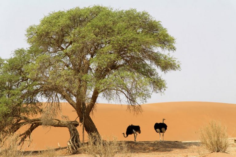 Ostriches, Sossusvlei, Sesriem, Namibia