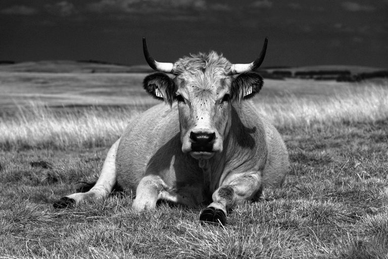 Vache d'Aubrac