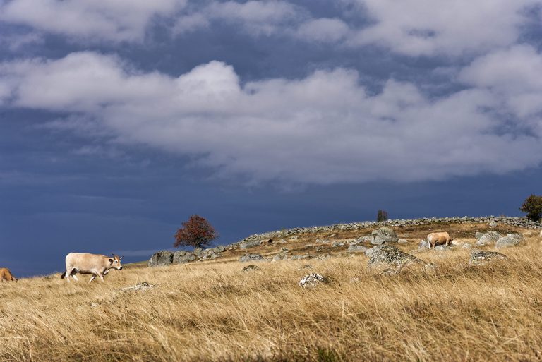Paysage d'Aubrac