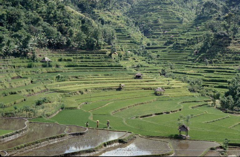 Rizière Bali, Indonésie
