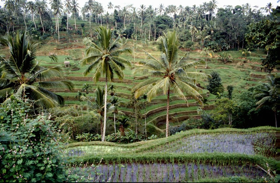 Rizière Bali, Indonésie