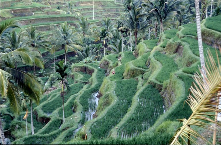 Rizière Bali, Indonésie