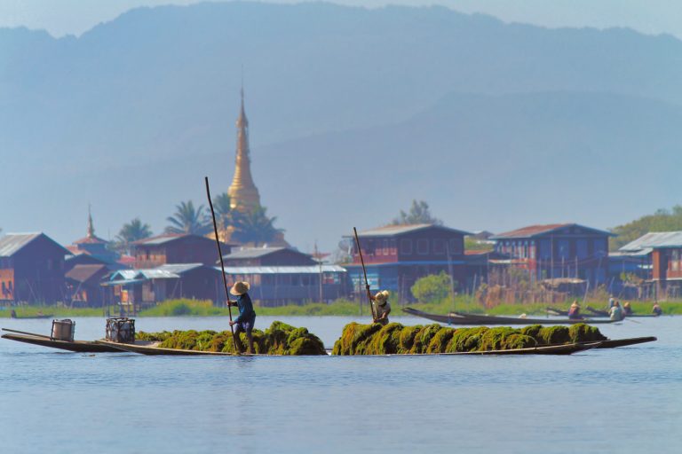 Récolte des algues dans le Lac Inle, pagode en arrière-plan