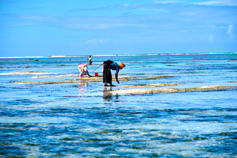 Pêcheuses à Zanzibar Matemwe